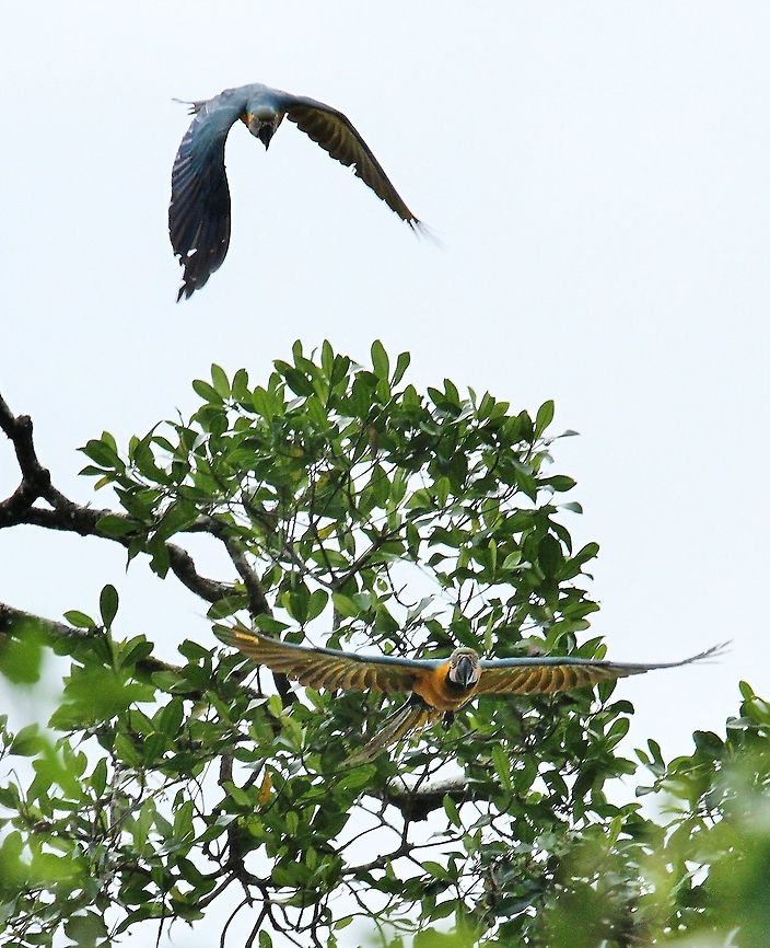 Blue and Yellow Macaws Part of a large group (10-12) in the Orinoco Delta Ara ararauna,Blue-and-yellow macaw,Orinoco Delta