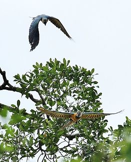 Blue and Yellow Macaws Part of a large group (10-12) in the Orinoco Delta Ara ararauna,Blue-and-yellow macaw,Orinoco Delta