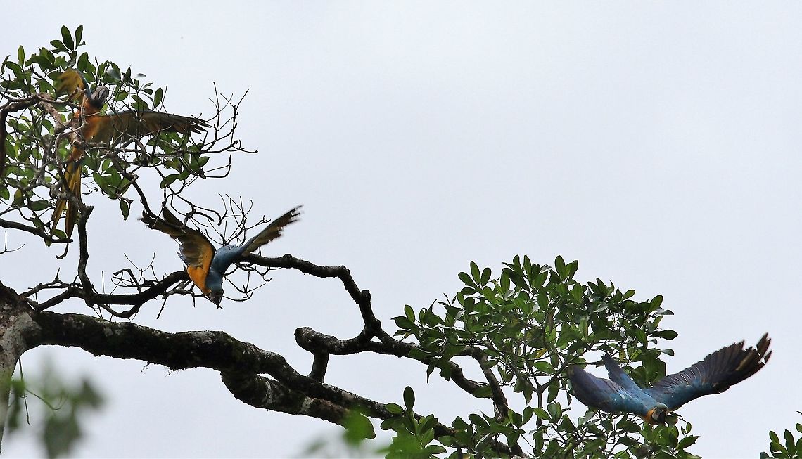 Blue and Yellow Macaws taking flight Ara ararauna taking to the air in the Orinoco Delta Ara ararauna,Blue-and-yellow macaw