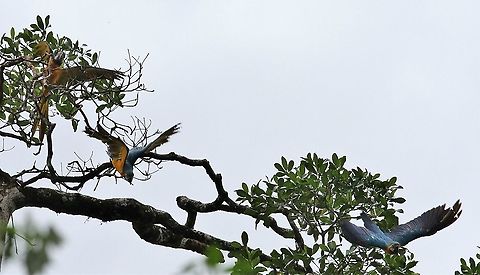 Blue and Yellow Macaws taking flight Ara ararauna taking to the air in the Orinoco Delta Ara ararauna,Blue-and-yellow macaw