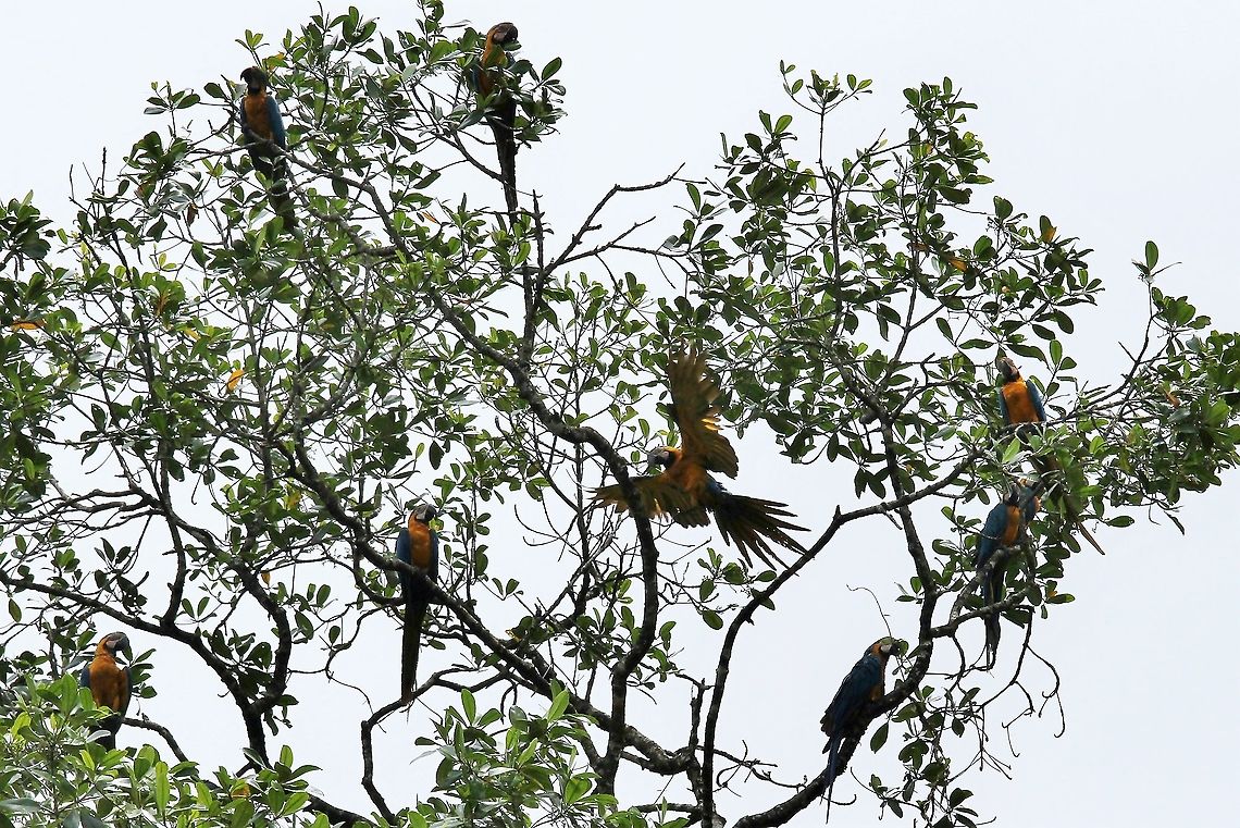 Blue and Yellow Macaws Flock A sociable group of Blue &amp; Yellow Macaws in the Orinoco Delta. Ara ararauna,Blue-and-yellow macaw,Orinoco Delta