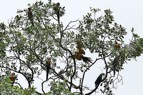 Blue and Yellow Macaws Flock A sociable group of Blue & Yellow Macaws in the Orinoco Delta. Ara ararauna,Blue-and-yellow macaw,Orinoco Delta
