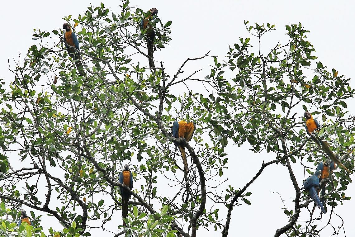 Group of Blue and Yellow Macaws A wonderfully colourful tree-top display from these highly sociable macaws Ara ararauna,Blue-and-yellow macaw,Orinoco Delta