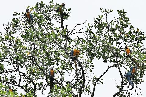Group of Blue and Yellow Macaws A wonderfully colourful tree-top display from these highly sociable macaws Ara ararauna,Blue-and-yellow macaw,Orinoco Delta