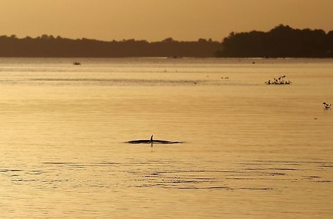 Pink River Dolphin sunset Pink River Dolphin swimming off into the sunset in the Orinoco Delta Amazon river dolphin,Inia geoffrensis,Orinoco Delta