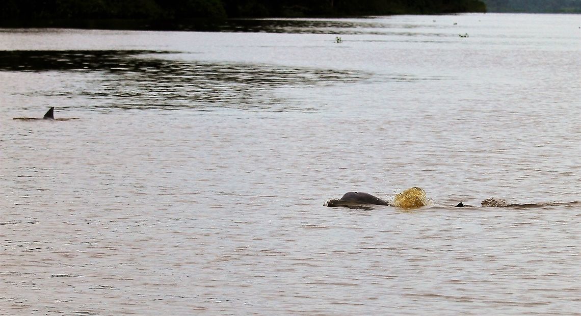 Pink River Dolphins A pair of Pink River Dolphins Amazon river dolphin,Inia geoffrensis,Orinoco Delta