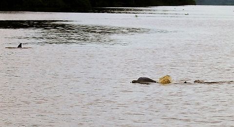 Pink River Dolphins A pair of Pink River Dolphins Amazon river dolphin,Inia geoffrensis,Orinoco Delta