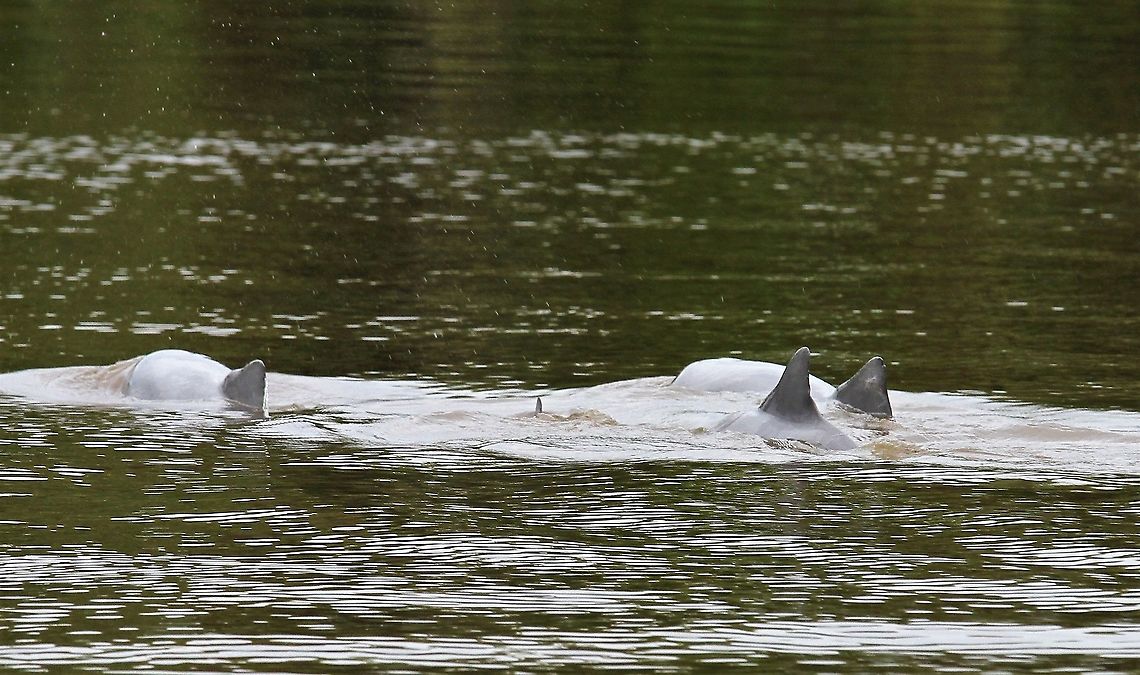 4 Pink River Dolphins 4 Amazon River Dolphins in the Orinoco Delta Amazon river dolphin,Inia geoffrensis,Orinoco Delta