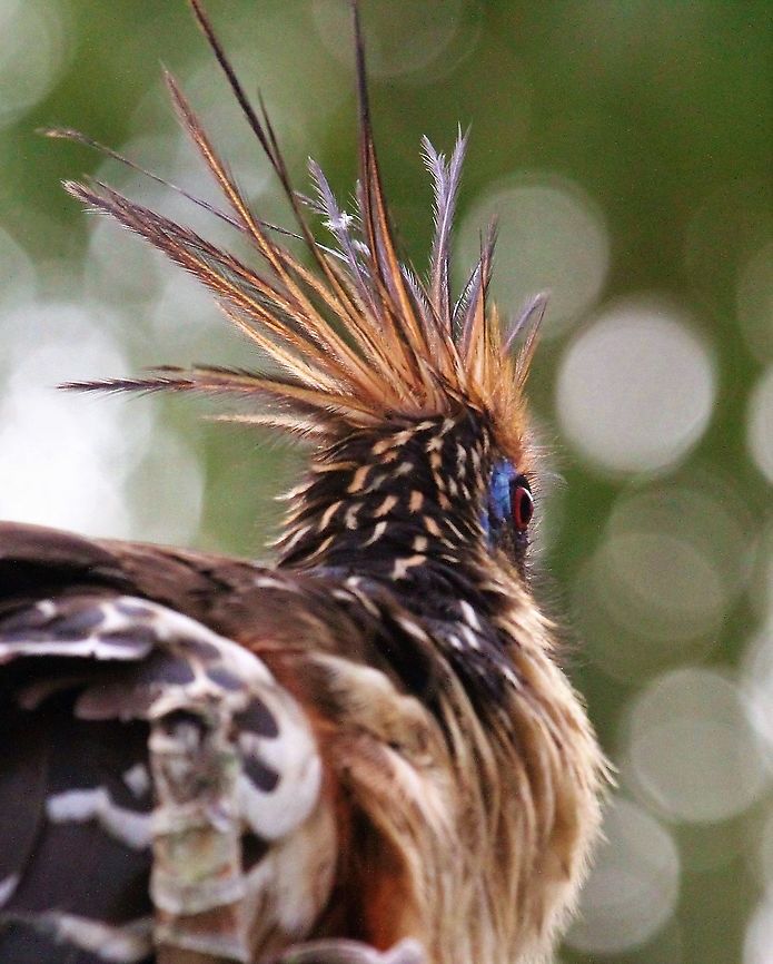 Hoatzin close up A close up of the Hoatzin&#039;s crest  Hoatzin,Opisthocomus hoazin,Orinoco Delta