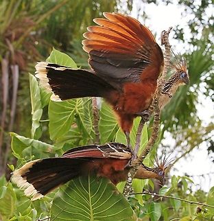 Hoatzins on Montrichardia arborescens Hoatzins on this member of the arum family which is one of its major food plants and grows on the edge of swamps. Hoatzin,Montrichardia arborescens,Orinoco Delta