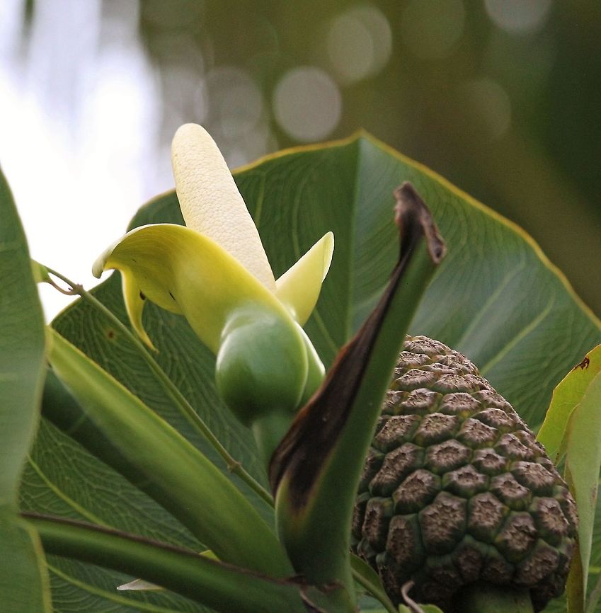 Montrichardia arborescens A member of the araceae family and one of the main food plants for the Hoatzin Montrichardia arborescens,Orinoco Delta