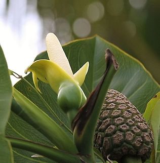 Montrichardia arborescens A member of the araceae family and one of the main food plants for the Hoatzin Montrichardia arborescens,Orinoco Delta