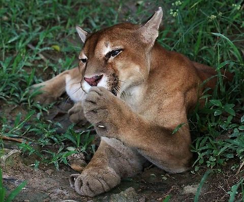 Cougar having a catlick Cougar licking paw Cougar,Orinoco Delta,Puma concolor