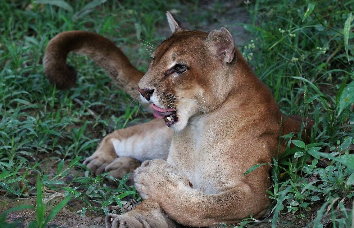 Cougar This wonderful creature was kept in a cage on an island in the Orinoco Delta, having been saved as a cub.  It was sad to see but a privilege too. Cougar,Orinoco Delta,Puma concolor