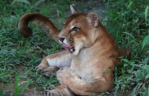 Cougar This wonderful creature was kept in a cage on an island in the Orinoco Delta, having been saved as a cub.  It was sad to see but a privilege too. Cougar,Orinoco Delta,Puma concolor