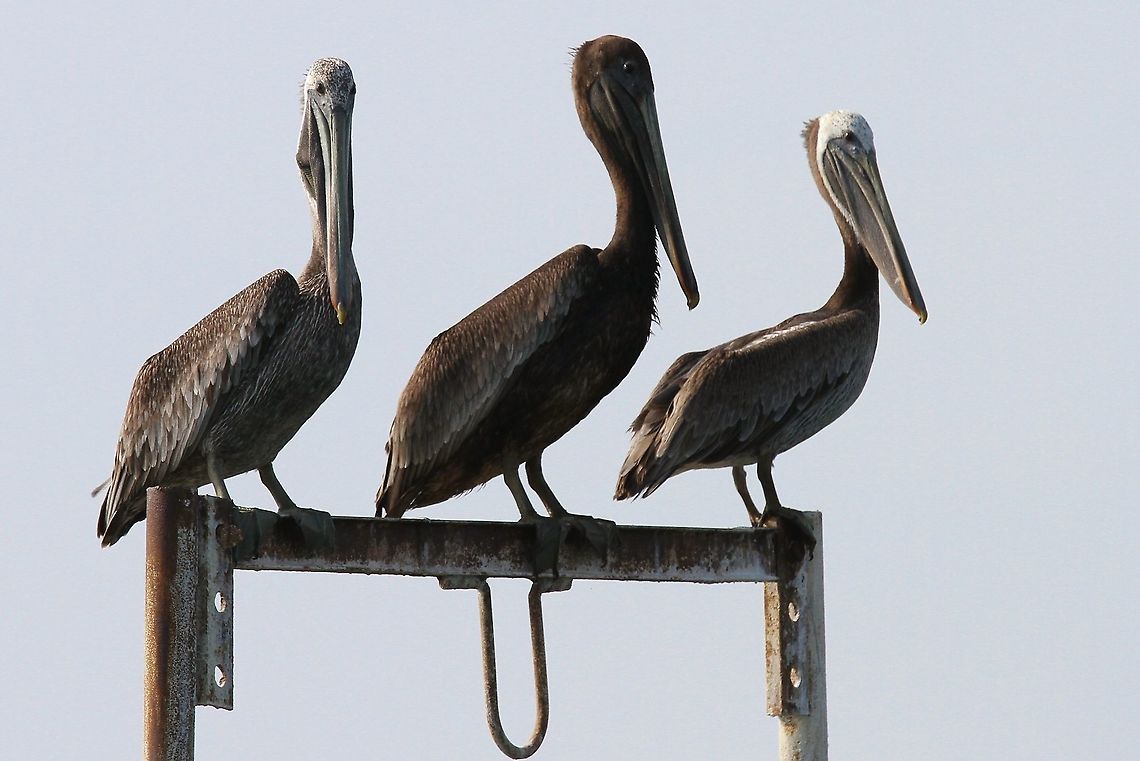 Brown Pelicans Pelicans keeping watch above Lake Maracaibo Brown pelican,Lake Maracaibo,Pelecanus occidentalis