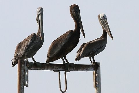 Brown Pelicans Pelicans keeping watch above Lake Maracaibo Brown pelican,Lake Maracaibo,Pelecanus occidentalis