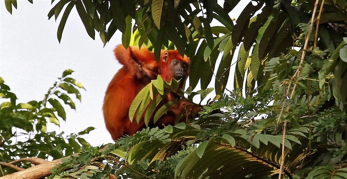 Red Howler Monkey Having a scratch - Orinoco Delta Alouatta seniculus,Orinoco Delta,Venezuelan red howler