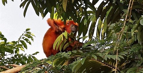 Red Howler Monkey Having a scratch - Orinoco Delta Alouatta seniculus,Orinoco Delta,Venezuelan red howler
