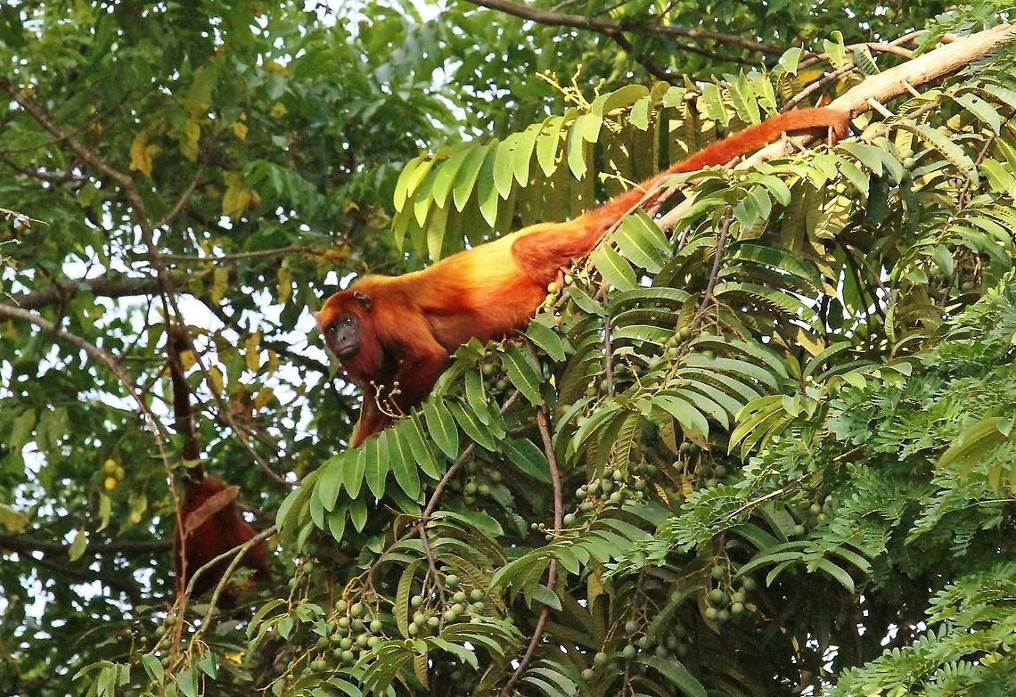 Red Howler Monkeys Red Howler Monkeys in the Orinoco Delta Alouatta seniculus,Orinoco Delta,Venezuelan red howler