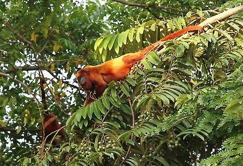 Red Howler Monkeys Red Howler Monkeys in the Orinoco Delta Alouatta seniculus,Orinoco Delta,Venezuelan red howler