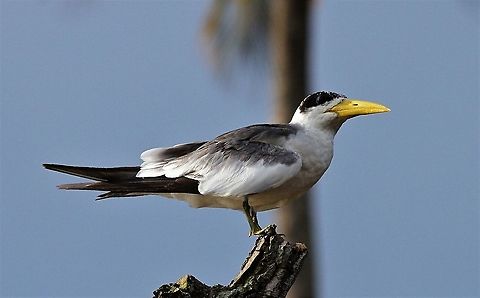 Large-billed Tern A beautiful tern settled for posing Large-billed tern,Orinoco Delta,Phaetusa simplex