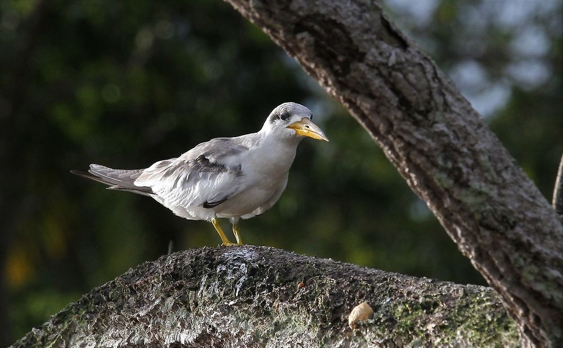 Large-billed Tern Tern not quite in full adult plumage Large-billed tern,Orinoco Delta,Phaetusa simplex