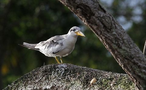 Large-billed Tern Tern not quite in full adult plumage Large-billed tern,Orinoco Delta,Phaetusa simplex