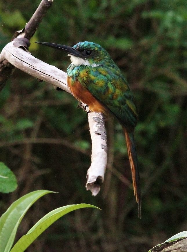 Rufous-tailed Jacamar Brilliantly coloured Jacamar Galbula ruficauda,Orinoco Delta,Rufous-tailed jacamar