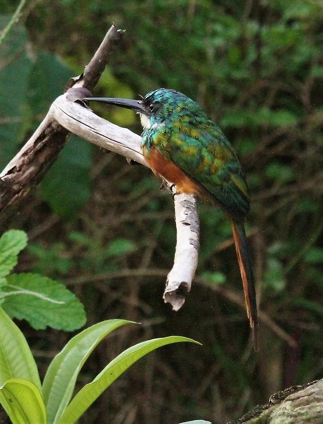 Rufous-tailed Jacamar This colourful Jacamar in the Orinoco Delta Galbula ruficauda,Orinoco Delta,Rufous-tailed jacamar