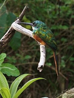 Rufous-tailed Jacamar This colourful Jacamar in the Orinoco Delta Galbula ruficauda,Orinoco Delta,Rufous-tailed jacamar