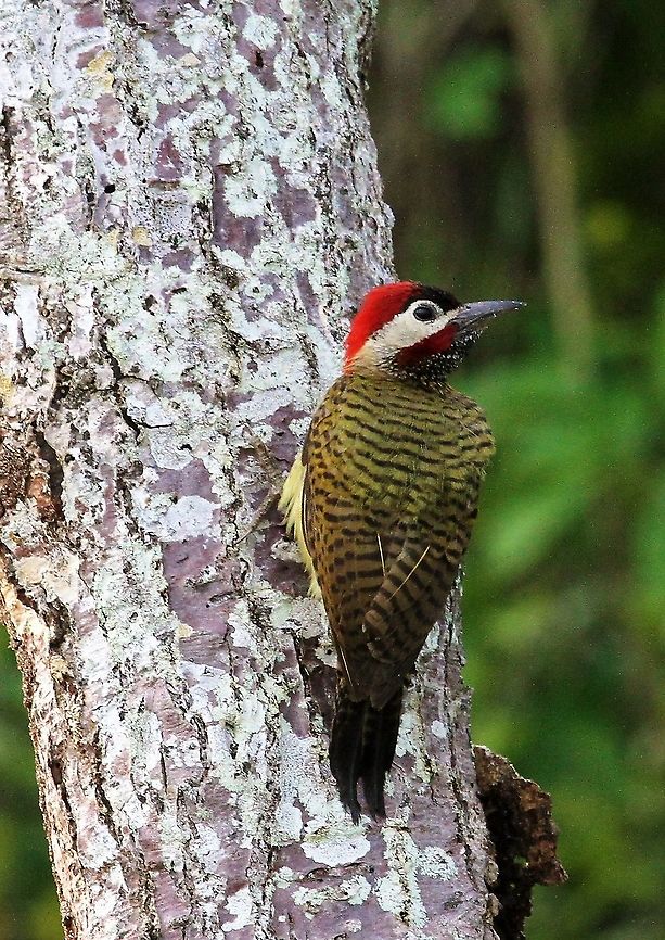 Spot-breasted Woodpecker One of Venezuela&#039;s many species of woodpecker Colaptes punctigula,Orinoco Delta,Spot-breasted woodpecker