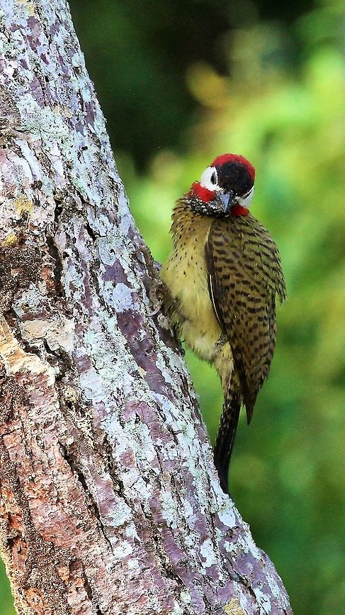 Spot-breasted Woodpecker Nice delicately coloured woodpecker from the Orinoco Delta Colaptes punctigula,Orinoco Delta,Spot-breasted woodpecker