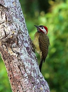 Spot-breasted Woodpecker Spot-breasted Woodpecker clinging onto tree trunk Colaptes punctigula,Orinoco Delta,Spot-breasted woodpecker