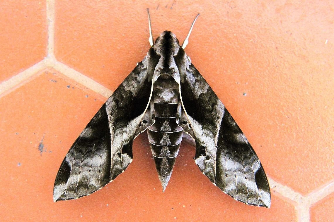 Protambulyx goeldii Wikipedia has this moth not in Venezuela but I have read other descriptions of it being present at some altitude in Venezuela.  It is also described as being present in Guyana so I believe that this is correctly identified.  Any advice to the contrary or otherwise welcomed - The moth was approximately 65 mm in size Anchemola sphinx moth,Canaima National Park,Eumorpha,Eumorpha anchemolus,sphingidae