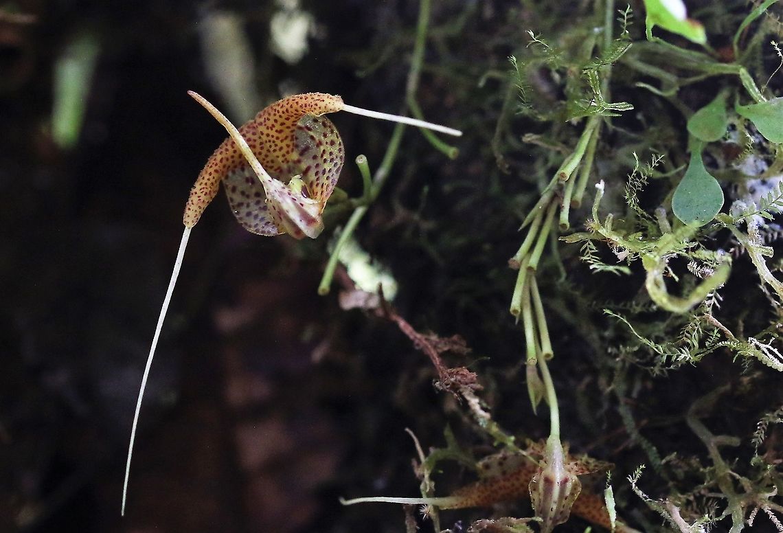 Scaphosepalum swertiifolium This orchid varies in colour quite a lot, this generally purple yellowish specimen from Cerro Montezuma Cerro Montezuma,Scaphosepalum swertiifolium,Tatama National Park