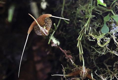 Scaphosepalum swertiifolium This orchid varies in colour quite a lot, this generally purple yellowish specimen from Cerro Montezuma Cerro Montezuma,Scaphosepalum swertiifolium,Tatama National Park