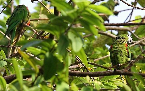Red-shouldered Macaws The smallest macaw Diopsittaca nobilis,Orinoco Delta,Red-shouldered macaw