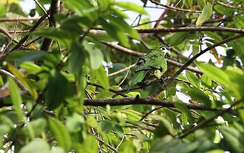 Red-shouldered Macaw Beautiful small macaw Diopsittaca nobilis,Orinoco Delta,Red-shouldered macaw