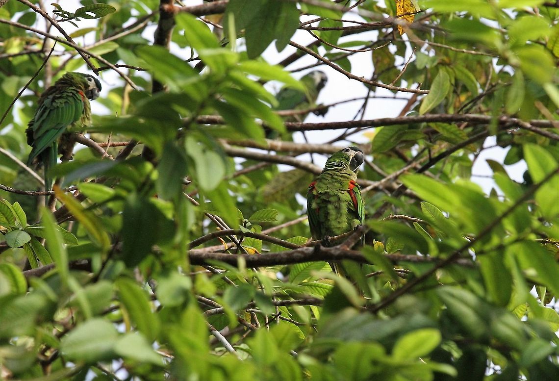 Red-shouldered Macaw Orinoco Delta The smallest macaw Diopsittaca nobilis,Orinoco Delta,Red-shouldered macaw