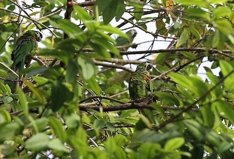 Red-shouldered Macaw Orinoco Delta The smallest macaw Diopsittaca nobilis,Orinoco Delta,Red-shouldered macaw