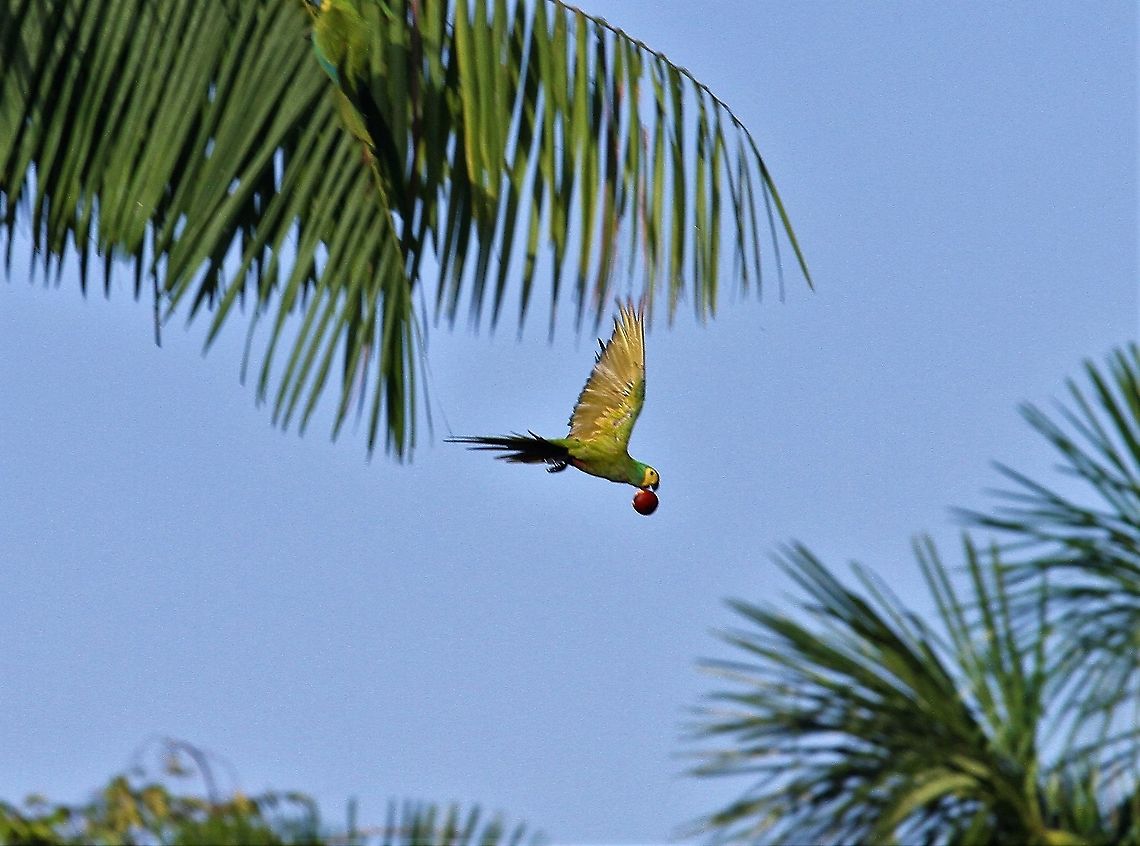 Red-bellied macaw Flying with Moriche palm fruit Orinoco Delta,Orthopsittaca manilatus,Red-bellied macaw