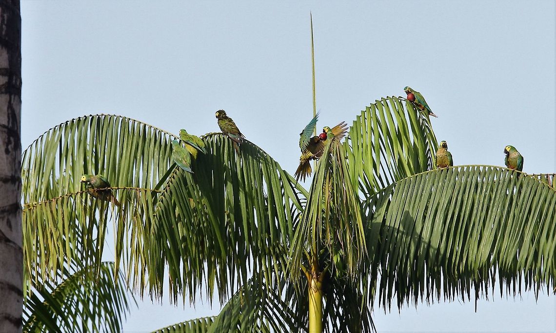 Red-bellied macaw Squabbling over Moriche palm fruit Orinoco Delta,Orthopsittaca manilatus,Red-bellied macaw
