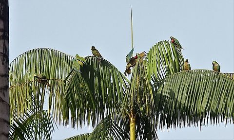 Red-bellied macaw Squabbling over Moriche palm fruit Orinoco Delta,Orthopsittaca manilatus,Red-bellied macaw