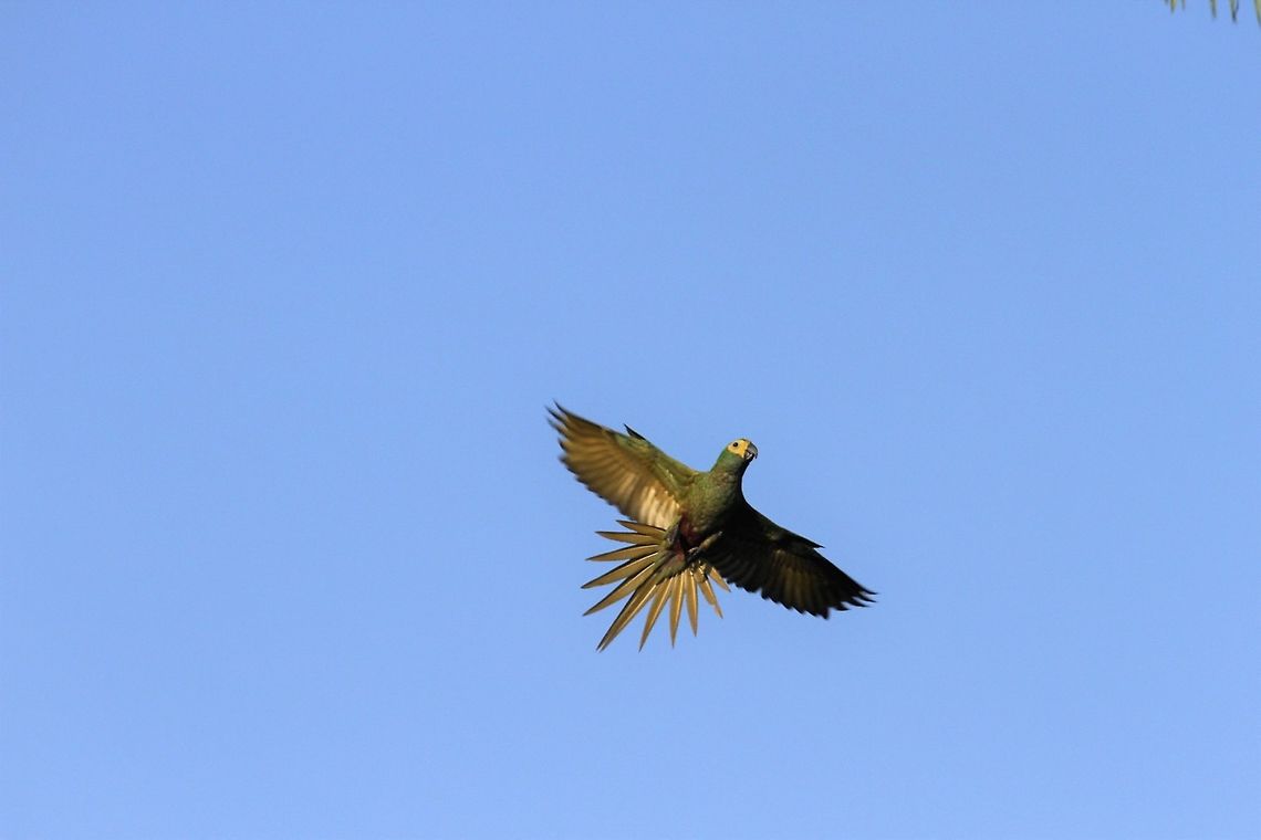 Red-bellied macaw Red-bellied macaw in flight Orinoco Delta,Orthopsittaca manilatus,Red-bellied macaw