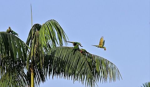 Red-bellied macaw Red-bellied macaws eating moriche palm fruit Orinoco Delta,Orthopsittaca manilatus,Red-bellied macaw