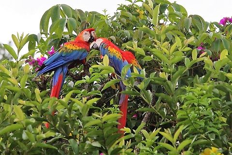 Scarlet Macaws preening Scarlet macaws preening each other Ara macao,Orinoco Delta,Scarlet Macaw