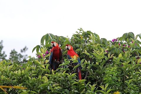Scarlet macaw pair  Ara macao,Orinoco Delta,Scarlet macaw