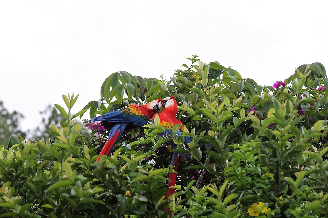 Scarlet Macaws  Ara macao,Orinoco Delta,Scarlet macaw