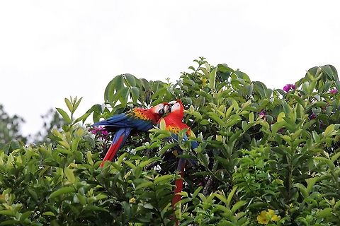 Scarlet Macaws  Ara macao,Orinoco Delta,Scarlet macaw